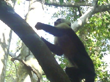 031 Monkey Manuel Antonio NP 3rd Mar.jpg